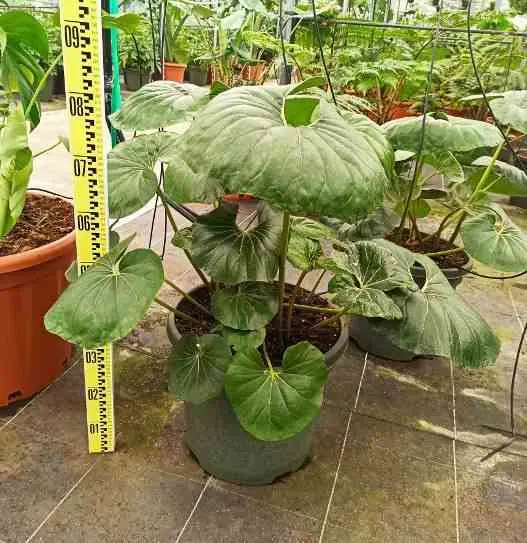 Ligularia tussilaginea (plante panthère) Pot de 25L – 70/90cm