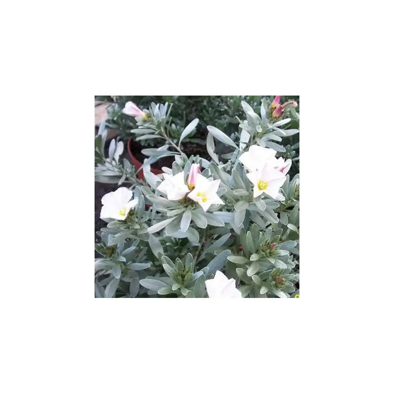 Liseron argenté, Convolvulus à fleurs Blanche – feuillage Persistant – Pot de 3L – 40/60 cm- hauteur à maturité De 0,15 m à 0,50 m