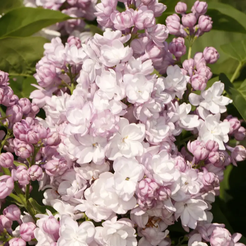 Lilas – Syringa vulgaris Rose de Moscou Pot de 4L/5L