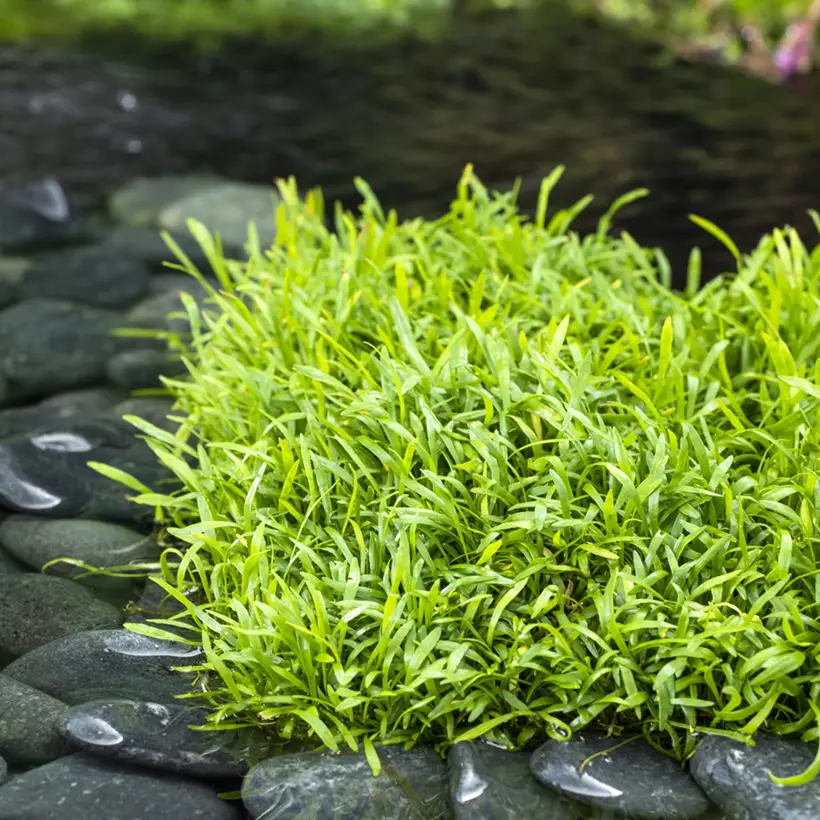 Lilaeopsis brasiliensis – Faux Tenellus Pot de 1L/1,5L