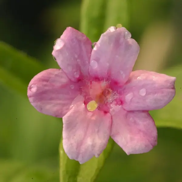 Jasmin – Jasminum stephanense Godet de 8/9 cm
