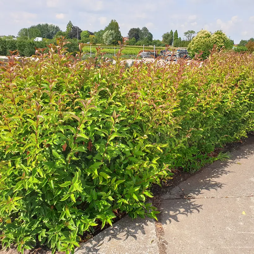 Ligustrum lucidum Green Screen – Troène brillant Godet de 8/9 cm