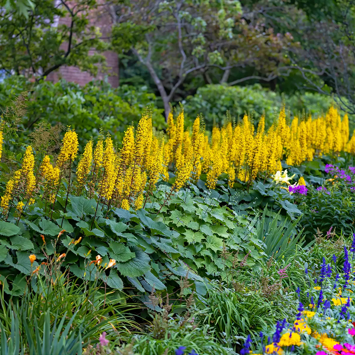 Ligulaire – Ligularia stenocephala Little Rocket Godet de 8/9 cm