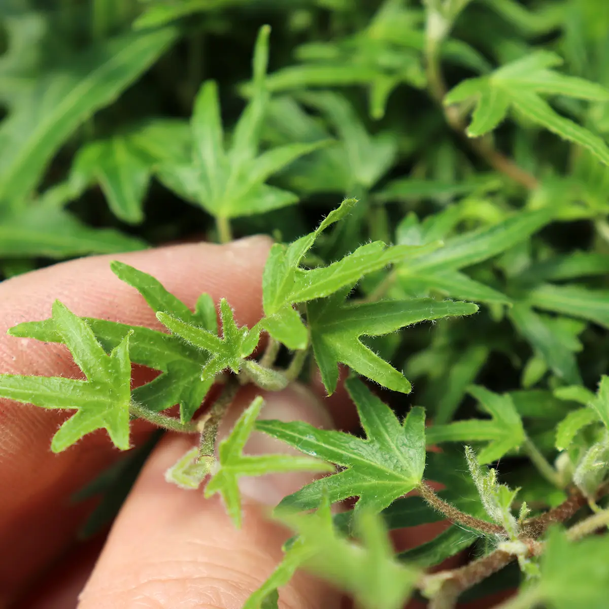 Lierre d’ornement – Hedera helix Dyinnii Godet de 8/9 cm
