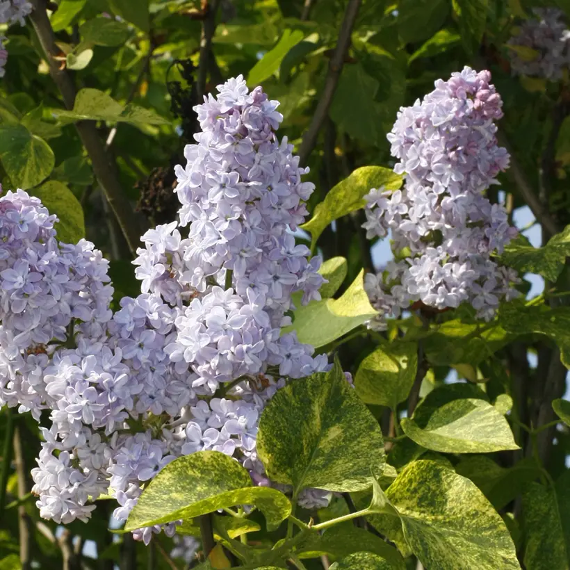 Lilas – Syringa vulgaris Aucubaefolia Godet de 8/9 cm