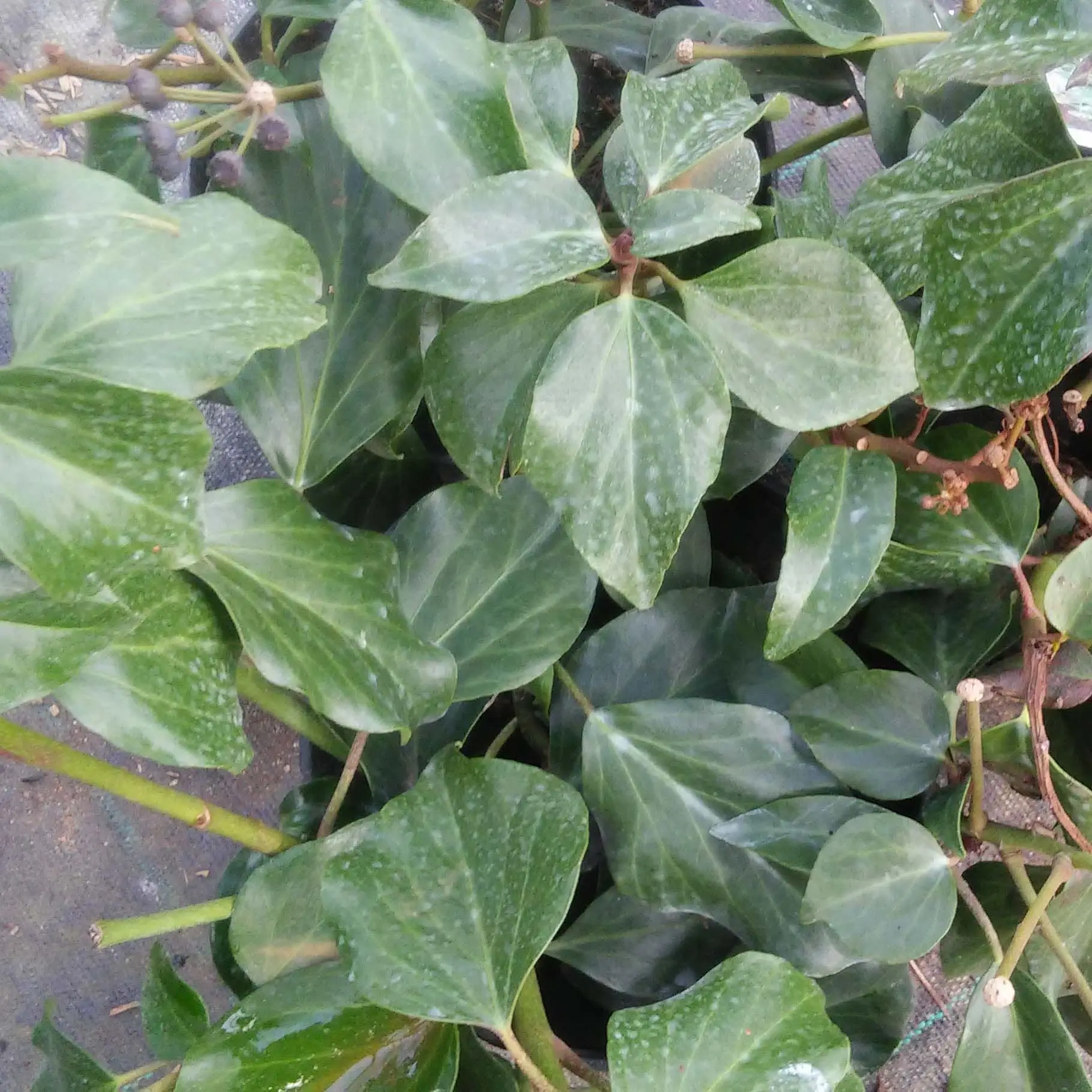 Lierre de Colchide – Hedera colchica Arborescens (Fall Favorite) Pot de 2L/3L