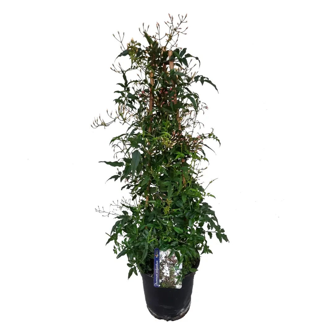 Jasmin étoilé – Jasminum polyanthum – Hauteur 60-70cm – ⌀17cm