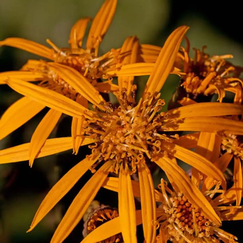 Ligularia Osiris Fantaisie – Ligulaire hybride. Godet de 8/9 cm