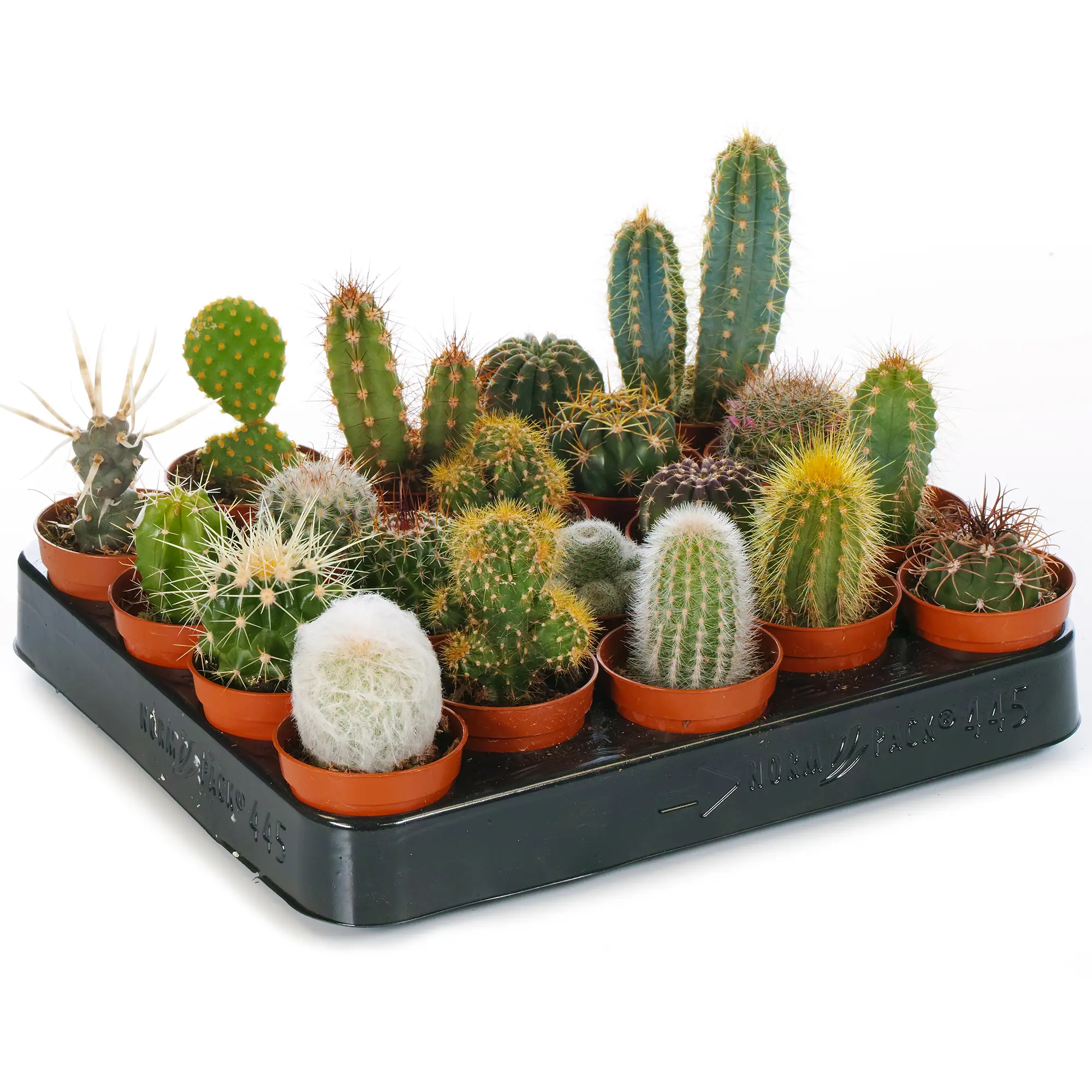 Lot De 10 Cactus Mixtes En Pot De 5.5 Cm – GardenersDream