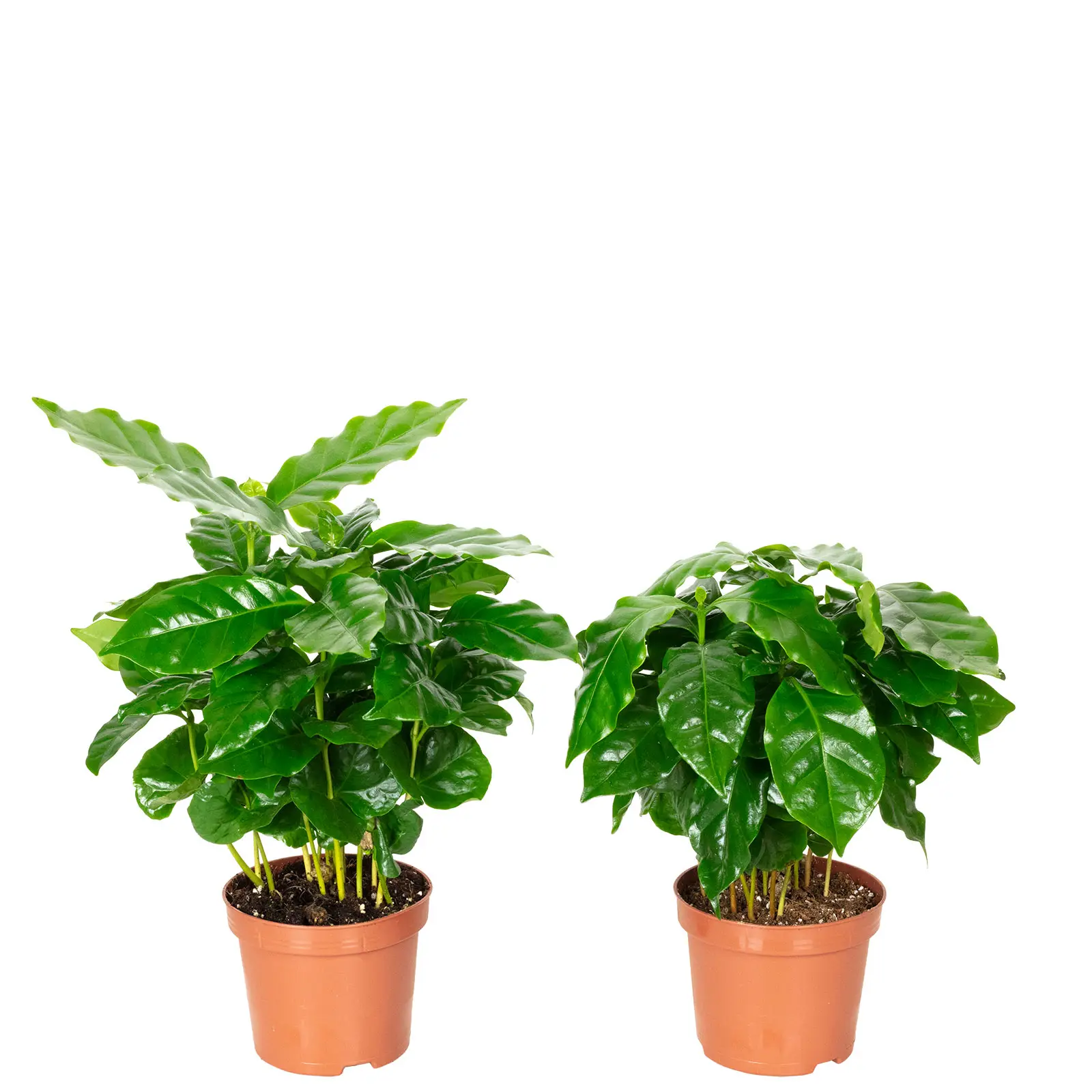 Lot de 2 Caféier d’Arabie – plante d’intérieur facile d’entretien, Coffea Arabica – hauteur env. 15-20 cm, pot-Ø 9 cm