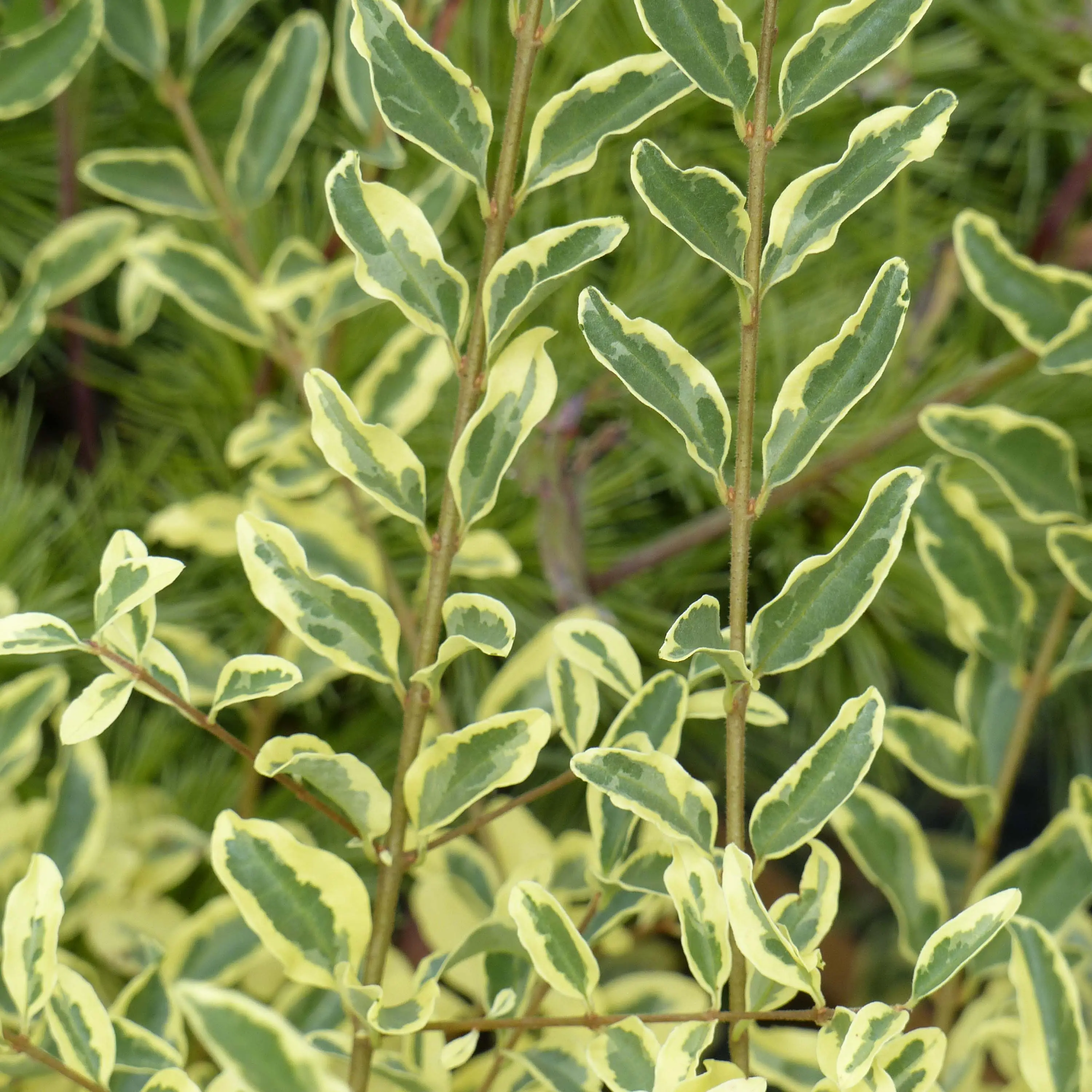 Ligustrum ibota Musli – Troène Godet de 8/9 cm