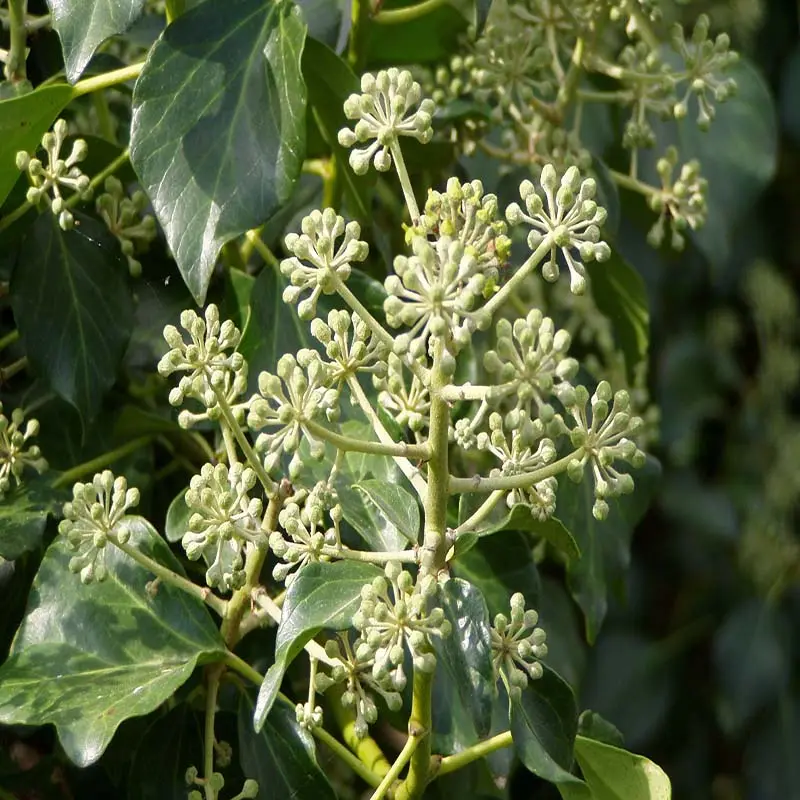Lierre d’Irlande – Hedera hibernica Pot de 2L/3L