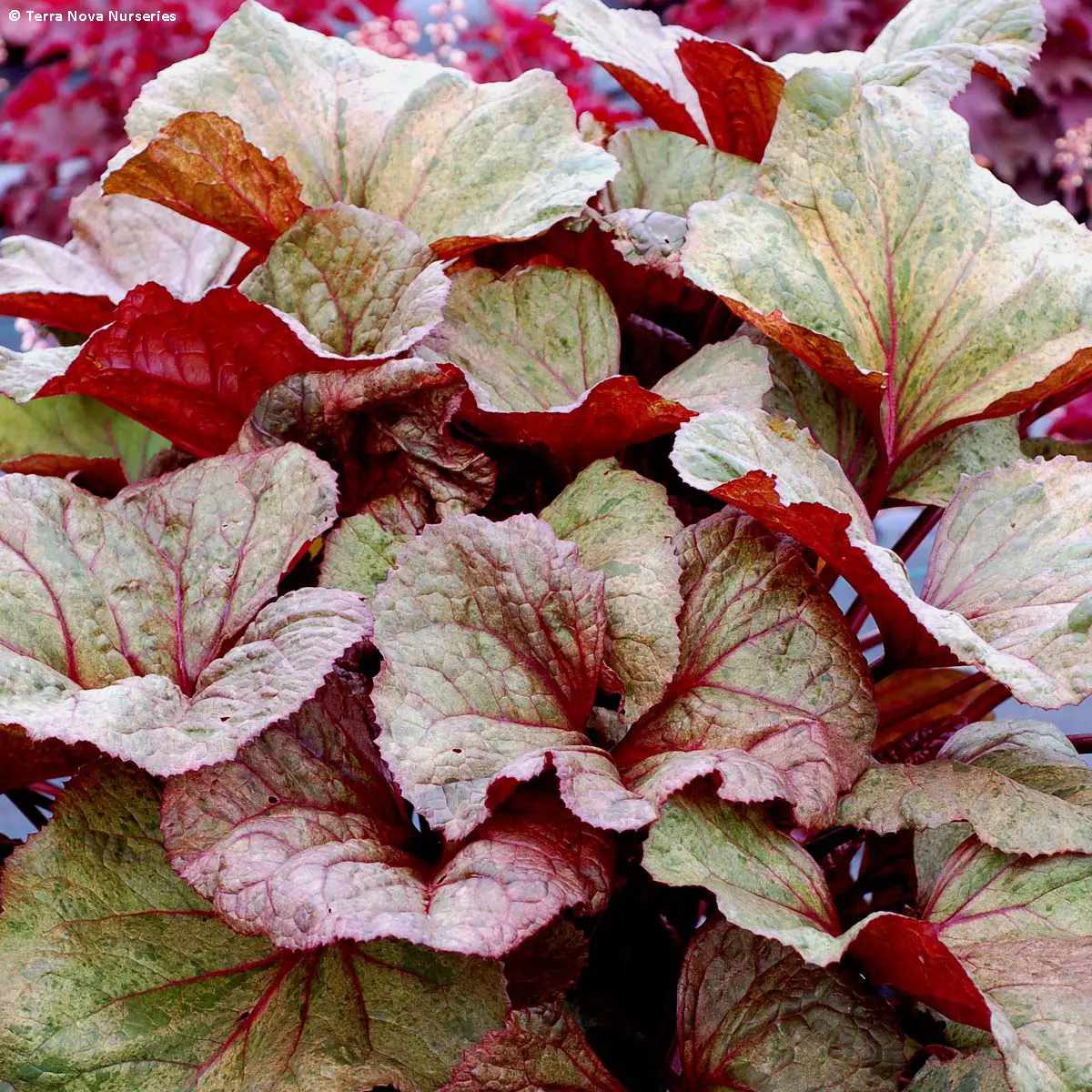 Ligularia dentata Garden Confetti – Ligulaire – en racines nues