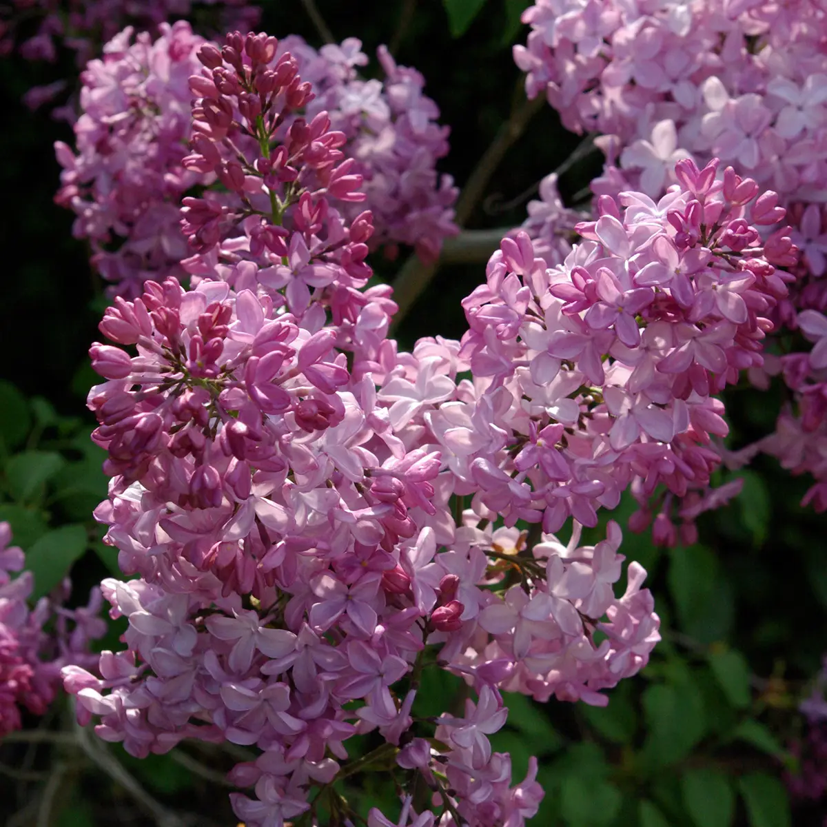 Lilas à fleurs de jacinthe – Syringa hyacinthiflora Esther Staley Pot de 12L/15L, Buisson, 5/8 branches, Ramifié