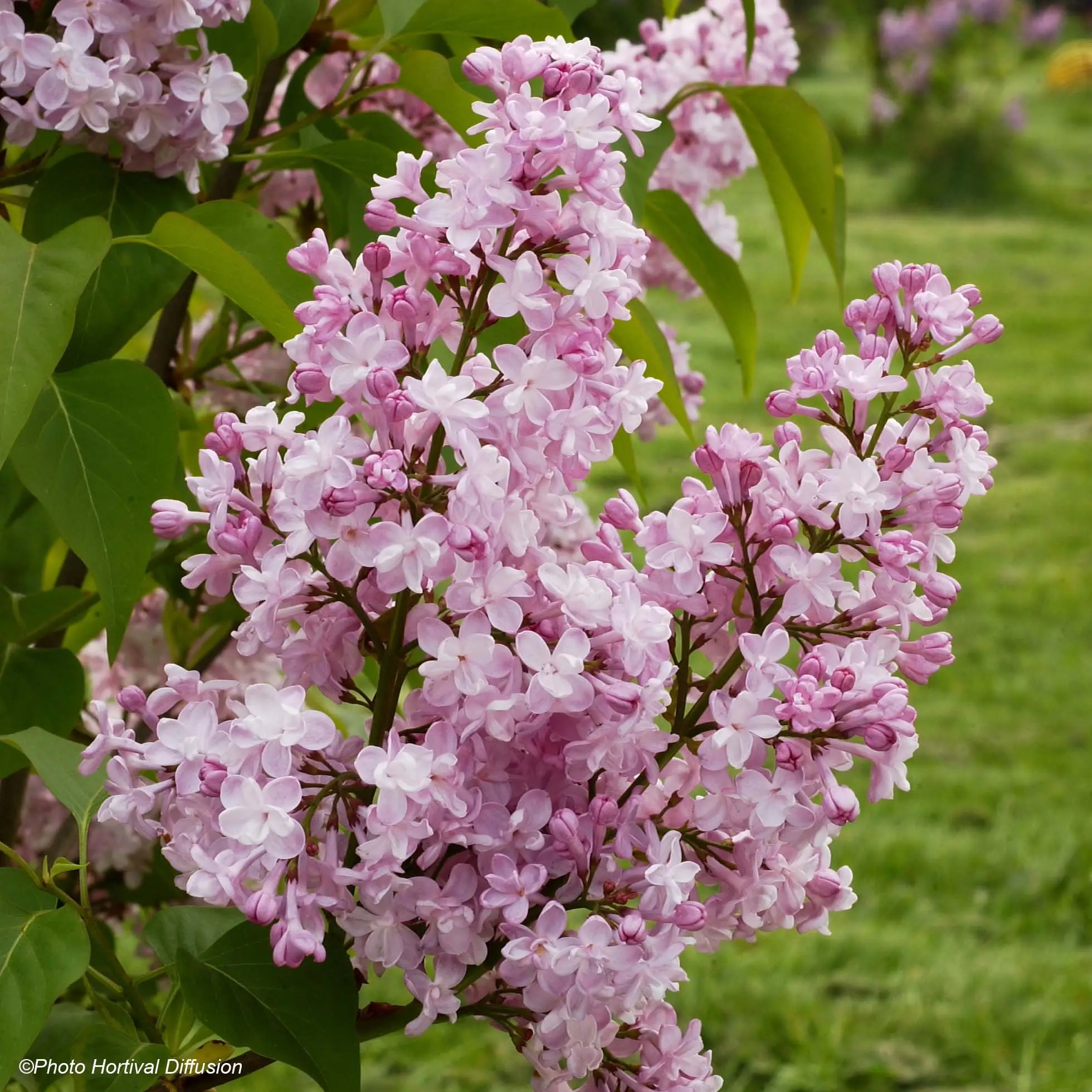 Lilas – Syringa vulgaris Zhemchuzhina Pot de 4L/5L, Buisson, 3/4 branches