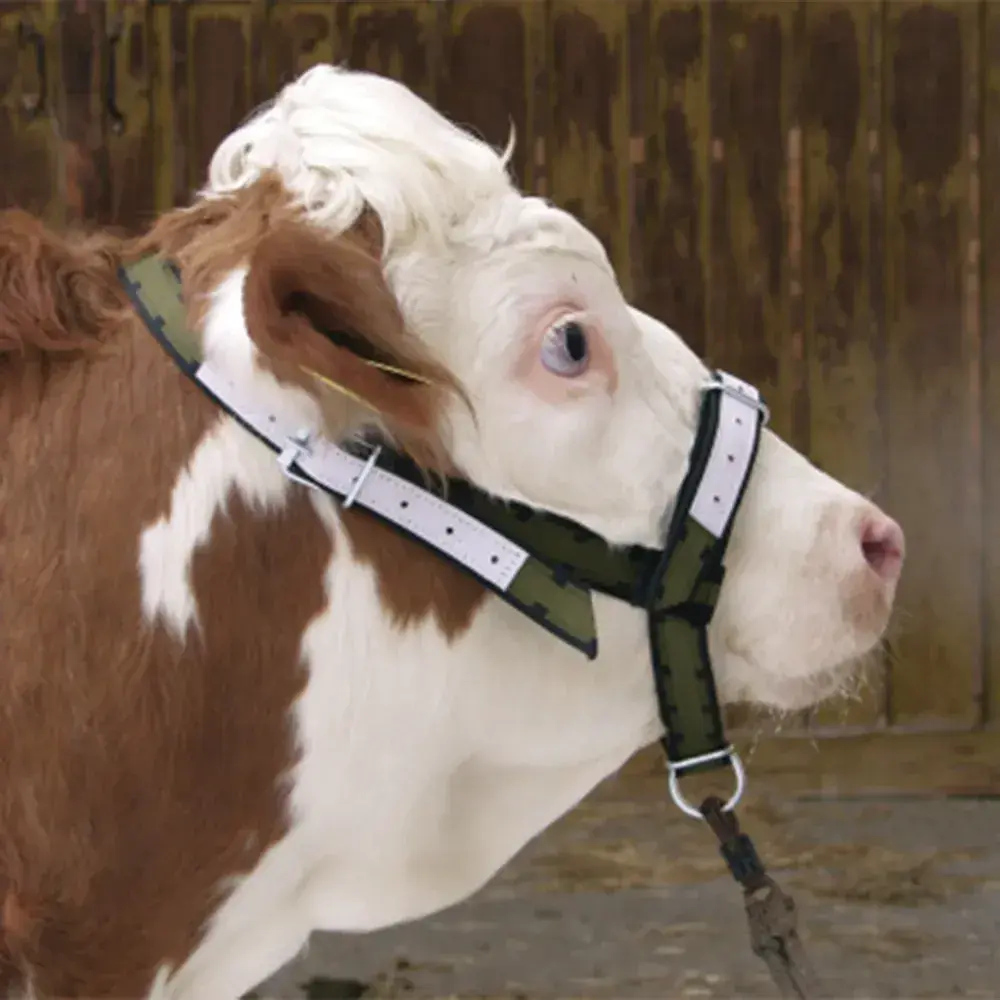 Licol pour bovins et taurillons en cuir