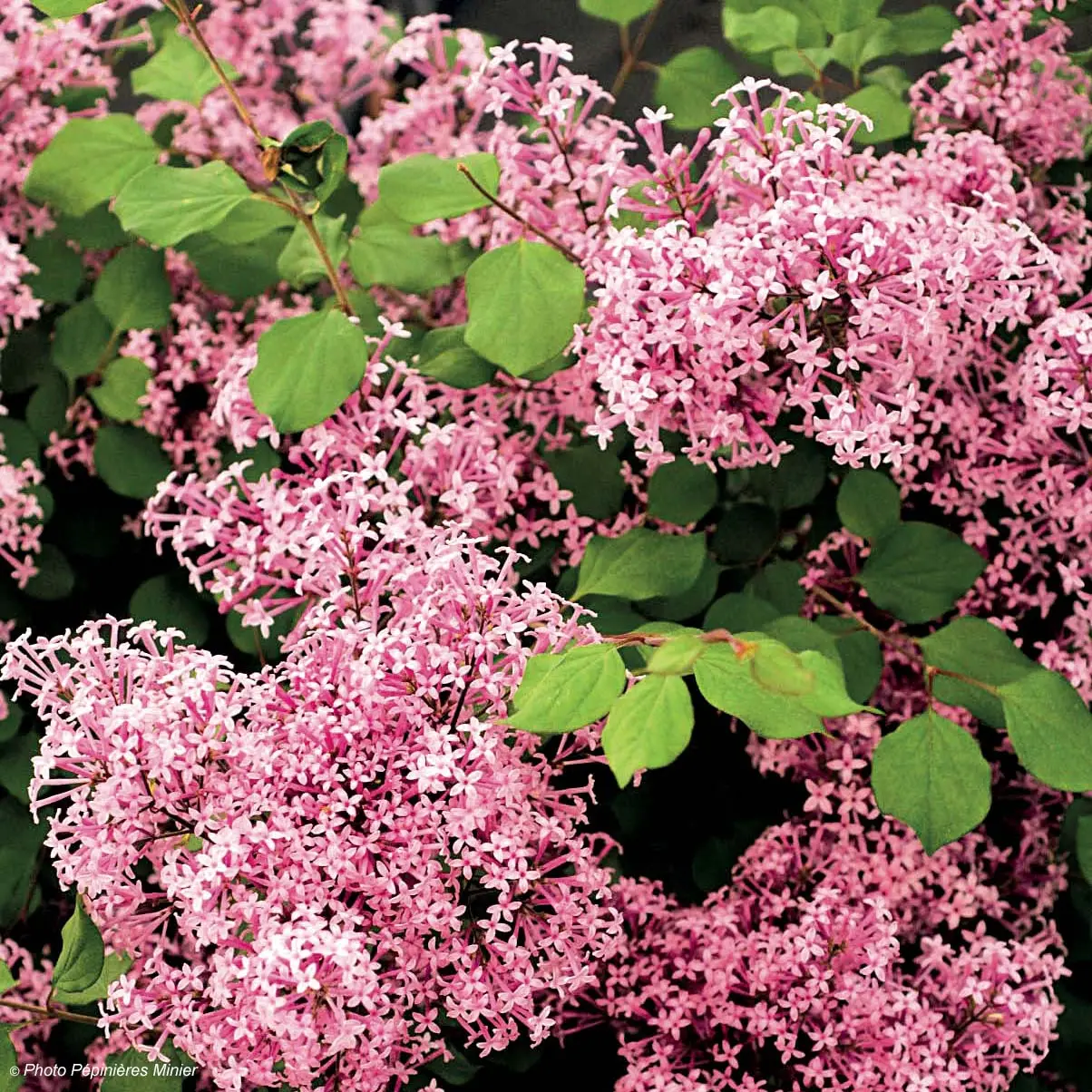 Lilas à petites feuilles – Syringa Red Pixie Pot de 3L/4L