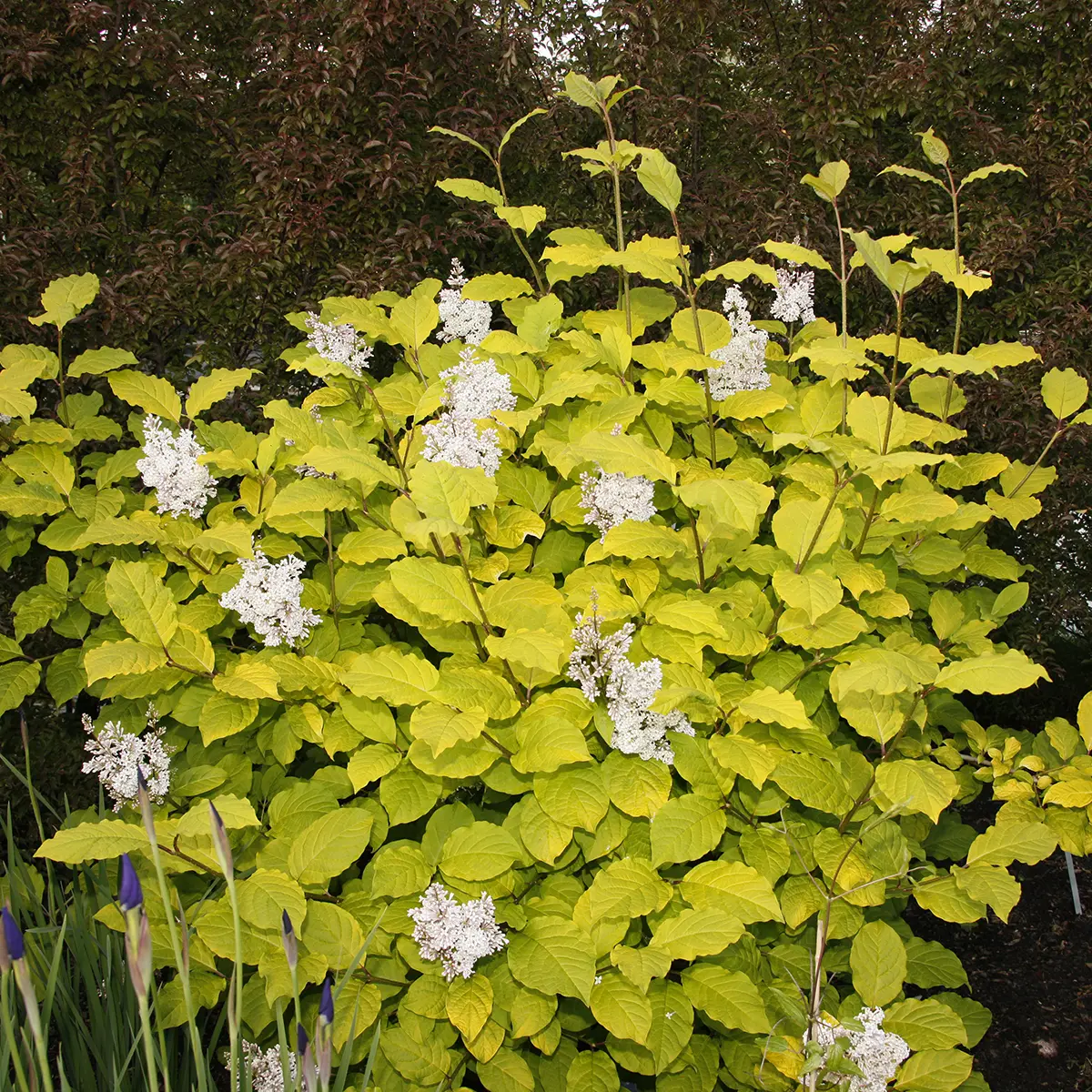 Lilas – Syringa villosa Aurea Pot de 4L/5L