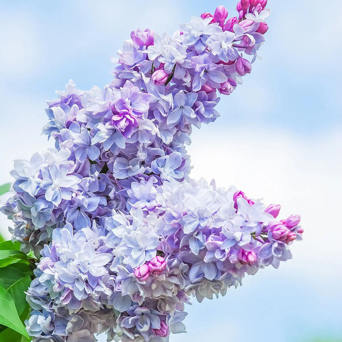 Lilas – Syringa vulgaris Nadezhda Godet de 8/9 cm
