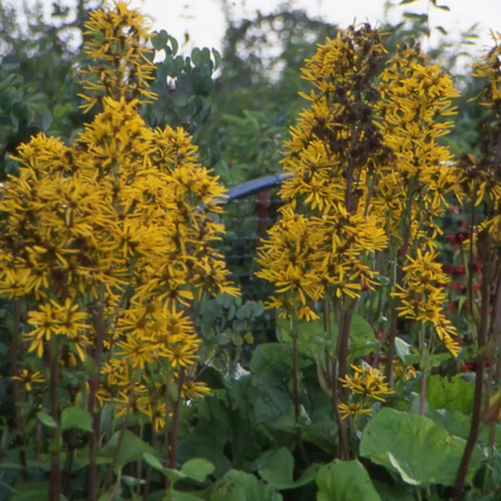 Ligulaire à feuilles dentées à fleurs Jaune – feuillage Caduc – Godet – 5/20 cm- hauteur à maturité De 1,00 m à 1,50 m