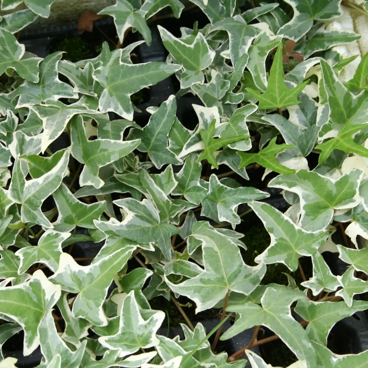 Lierre commun – Hedera helix Sagittifolia Variegata Godet de 8/9 cm