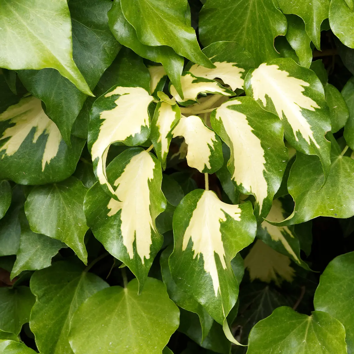 Lierre de Colchide – Hedera colchica Sulphur Heart Pot de 1,5L/2L