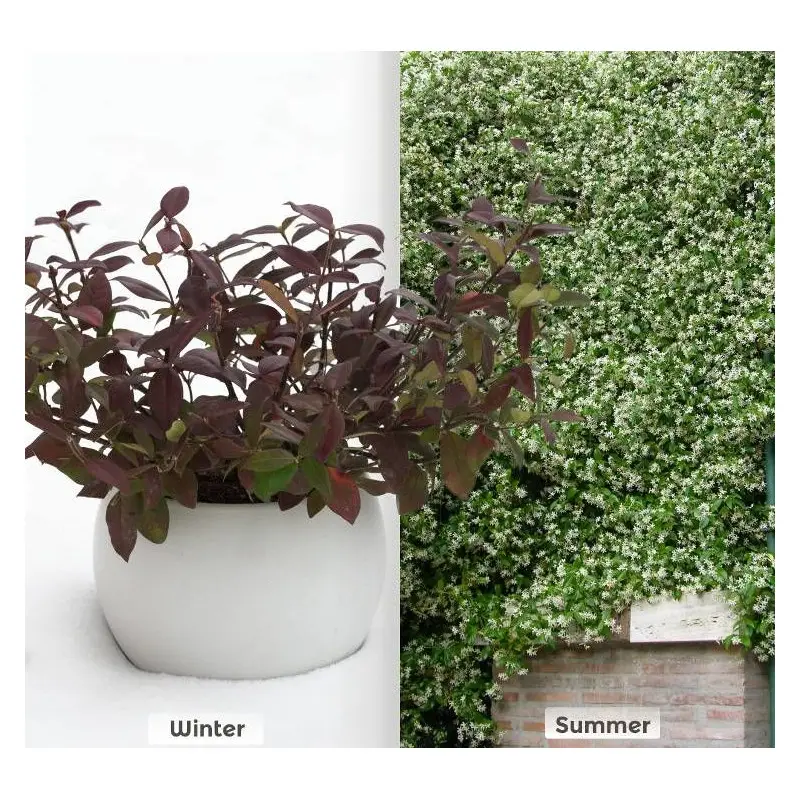 Jasmin étoilé Winter Ruby® ‘Trared’ à fleurs Blanche – feuillage Persistant – Godet – 5/20 cm- hauteur à maturité De 3,00 m à 5,00 m
