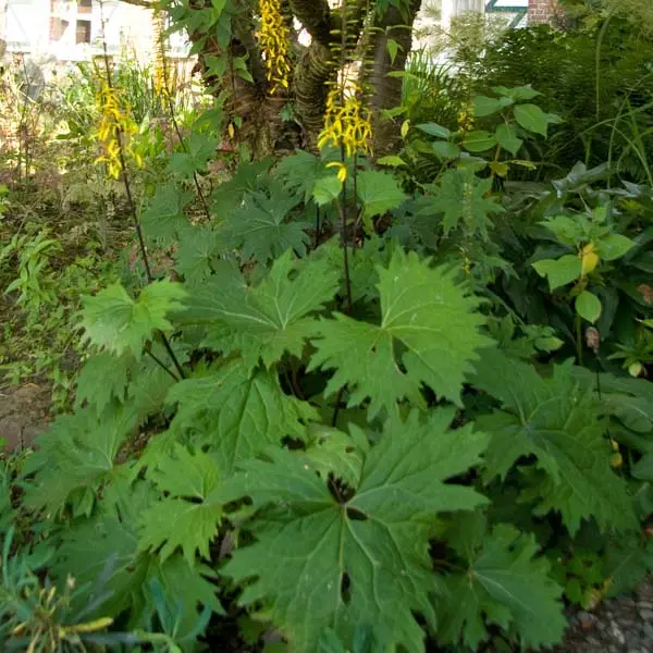 Ligulaire – Ligularia przewalskii Godet de 8/9 cm