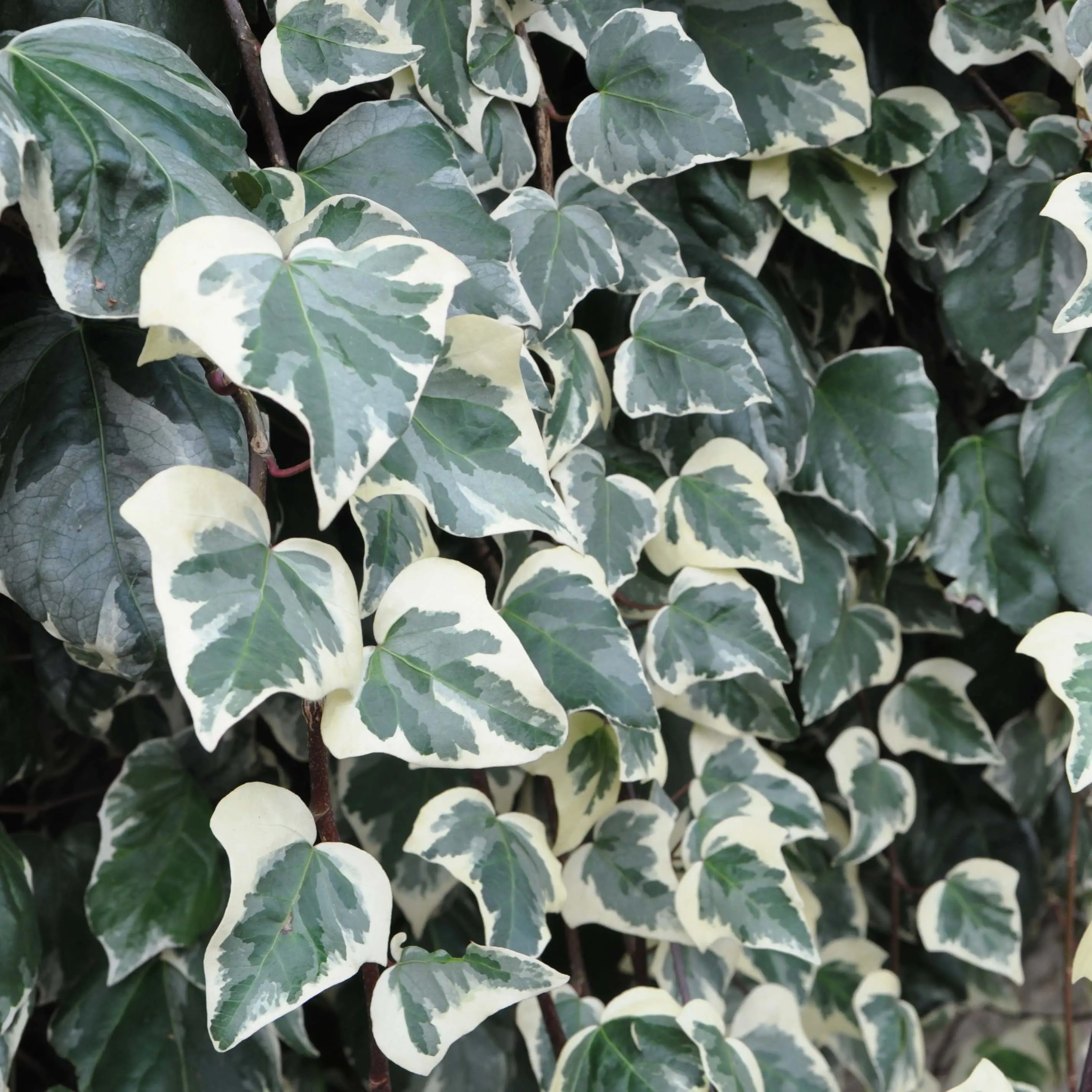 Lierre des Canaries – Hedera algeriensis Gloire de Marengo Pot de 2L/3L