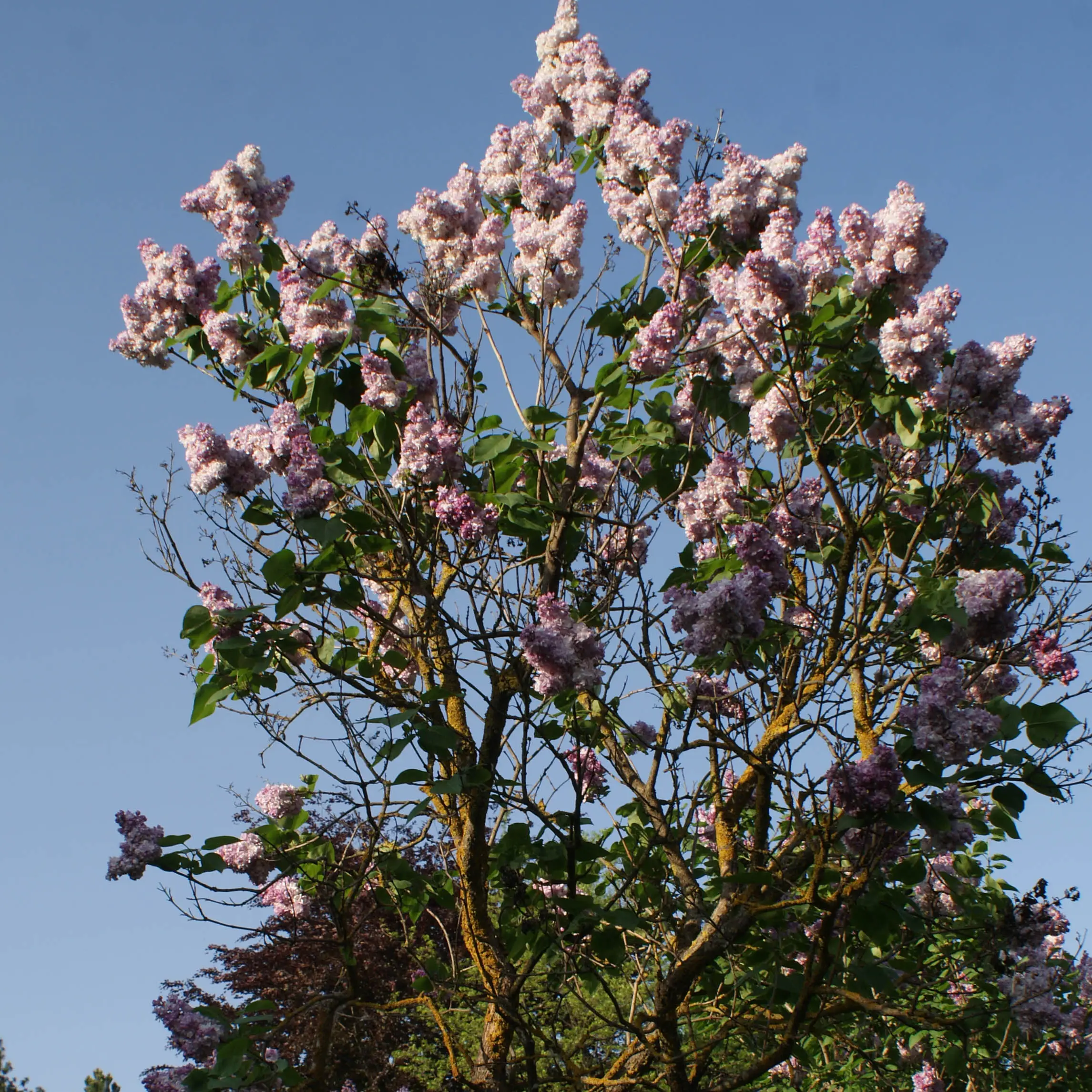 Lilas – Syringa vulgaris Katherine Havemeyer Godet de 8/9 cm