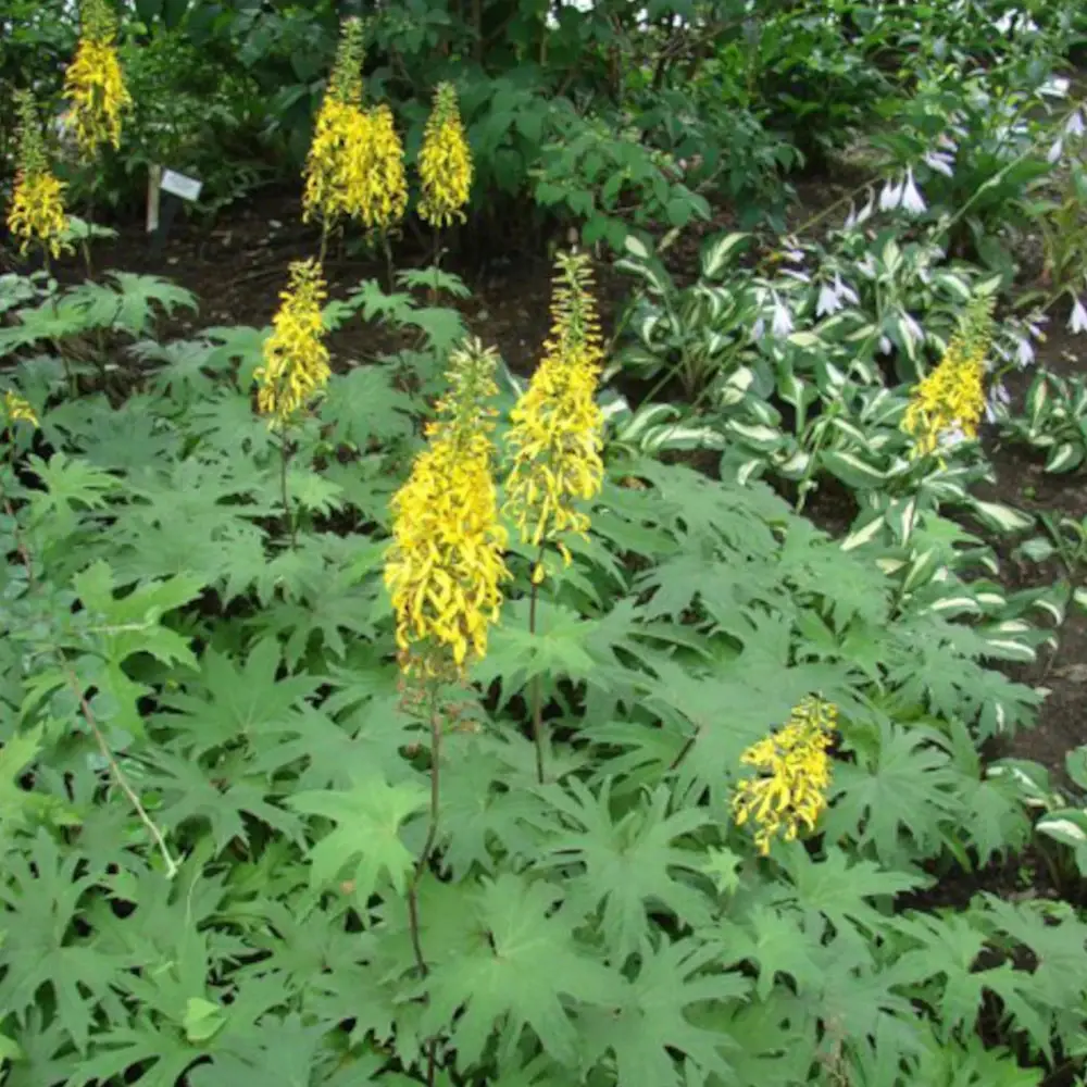 Ligulaire de przewalskii à fleurs Jaune – feuillage Caduc – Godet – 5/20 cm- hauteur à maturité De 1,00 m à 1,50 m