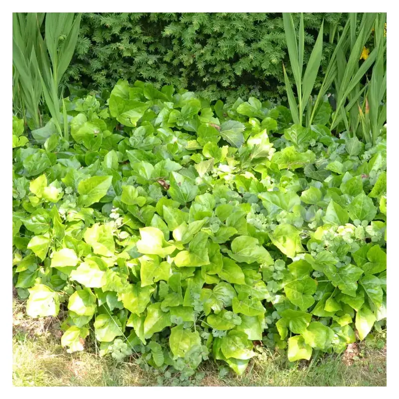 Lierre d’Alger non grimpant Bellecour® – Pot de 2L – 10/20 cm