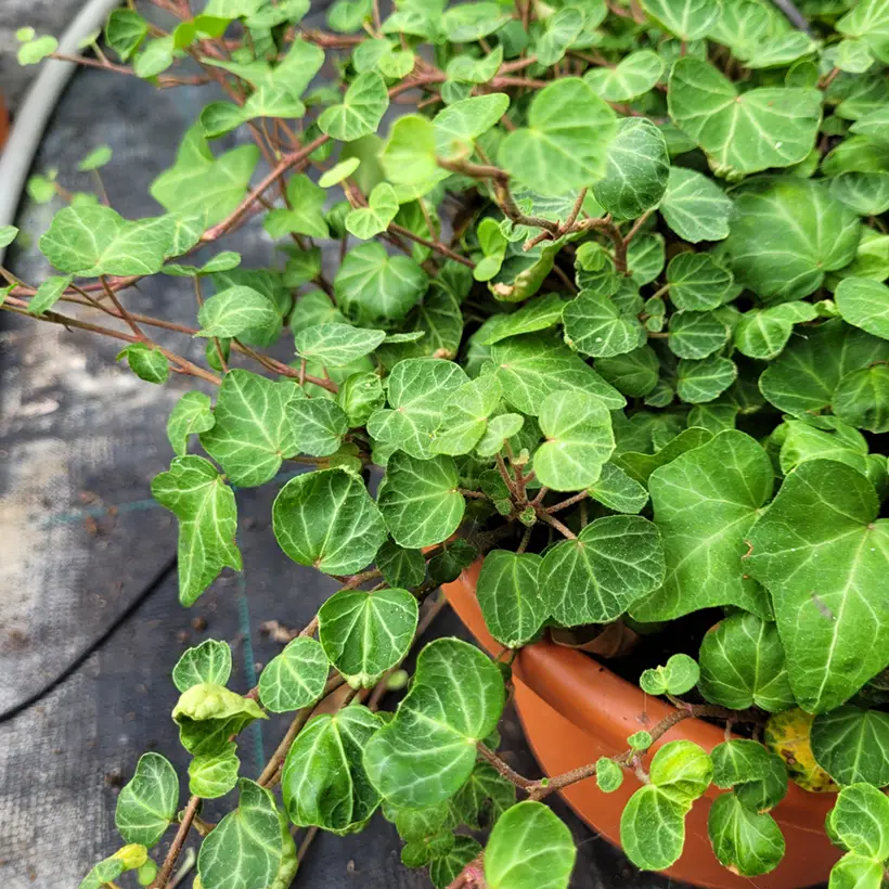 Lierre commun – Hedera helix Peter Pan Godet de 8/9 cm