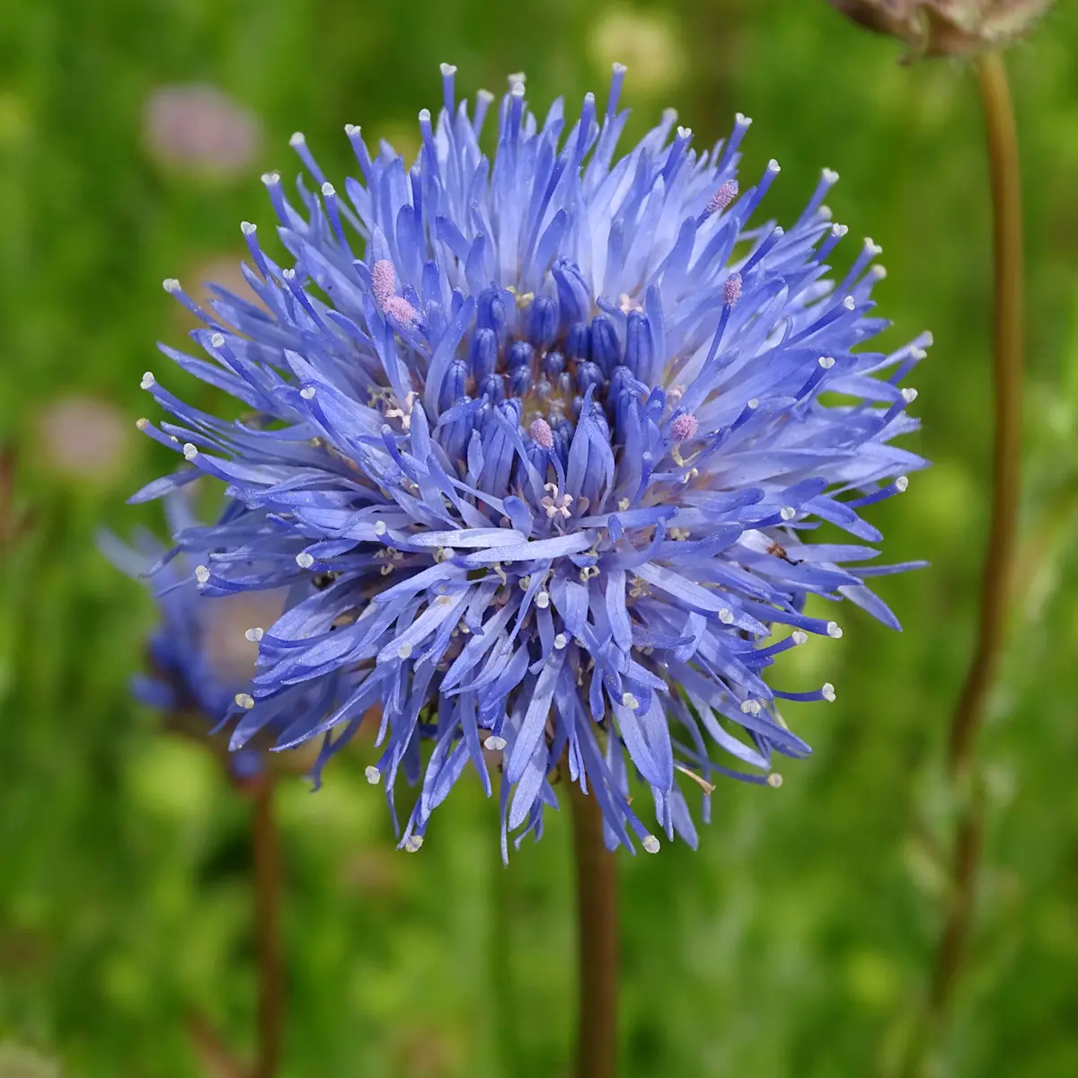 Jasione laevis Blaulicht – Jasione lisse Godet de 8/9 cm