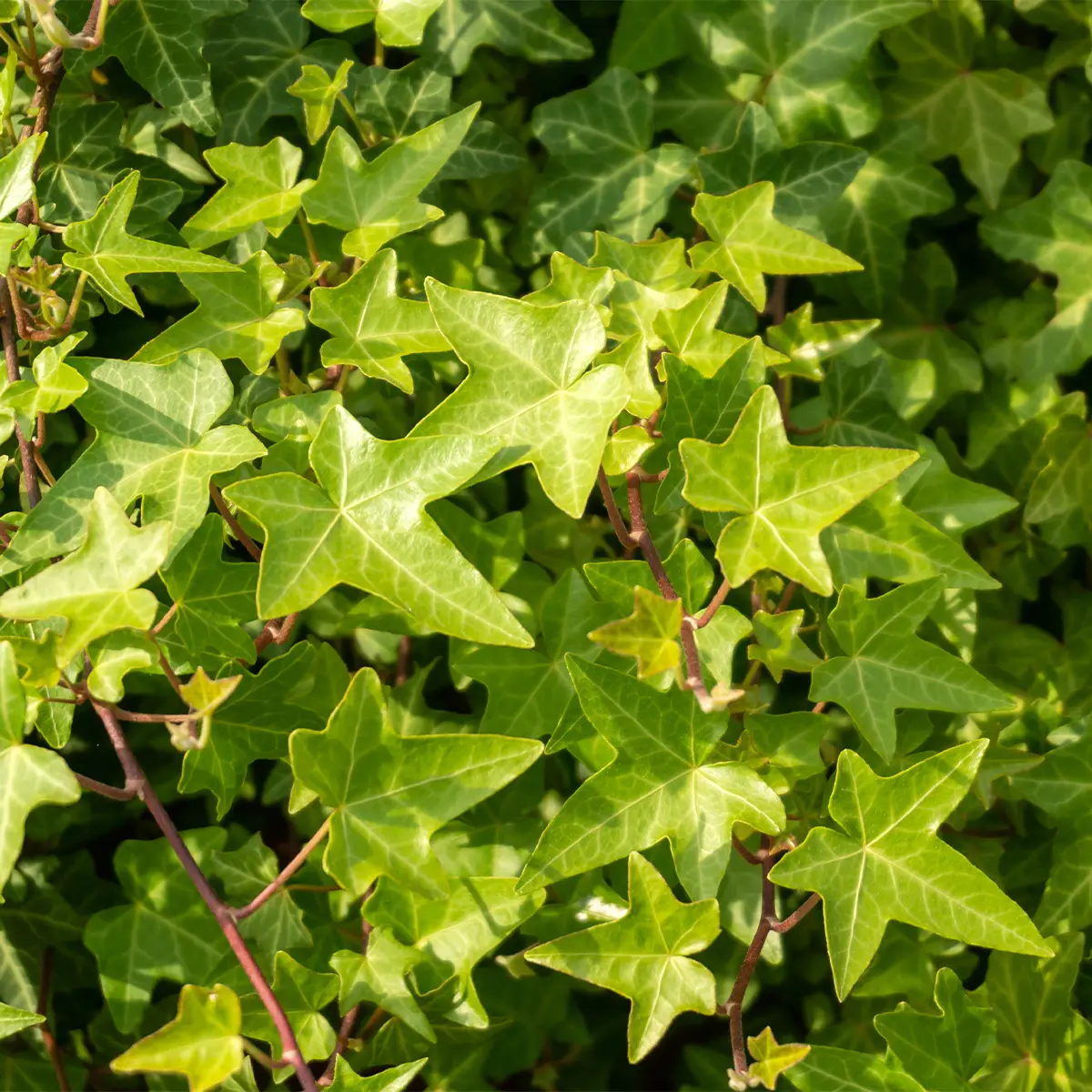 Lierre commun nain – Hedera helix Shamrock Godet de 8/9 cm