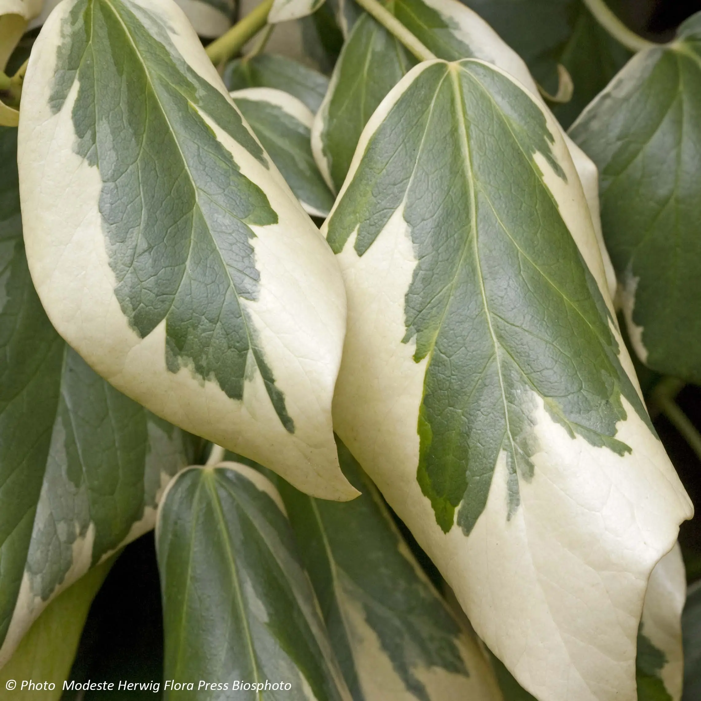 Lierre de Colchide – Hedera colchica Dentata Variegata Pot de 1L/1,5L
