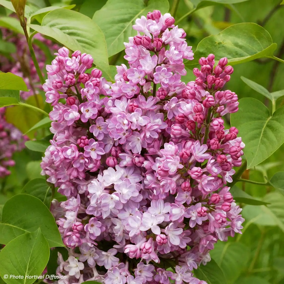 Lilas – Syringa vulgaris Belle de Nancy Pot de 3L/4L