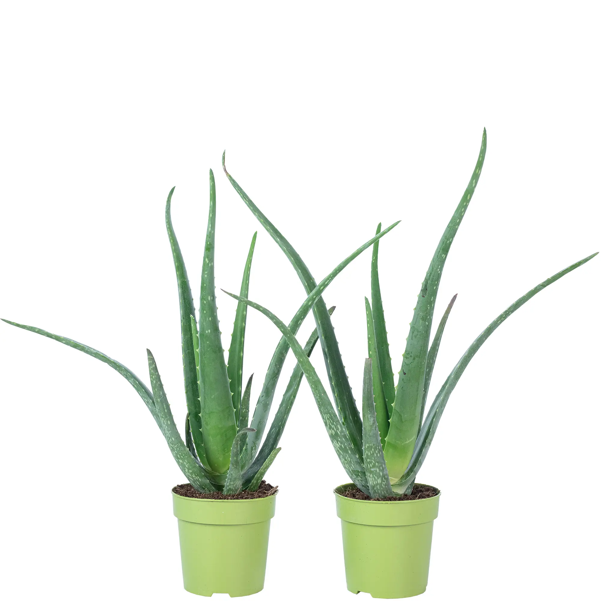 Lot de 2 Aloe vera – plante d’intérieur facile d’entretien – hauteur env. 35 cm, pot-Ø 12 cm