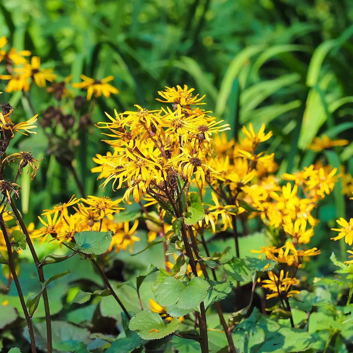 Ligularia dentata Othello – Ligulaire Pot de 2L/3L