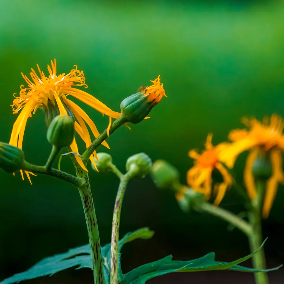 Ligulaire – Ligularia japonica Rising Sun Godet de 8/9 cm