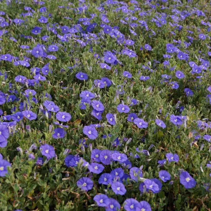 Liseron Blue Cascade, Convolvulus à fleurs Bleue – feuillage Persistant – Godet – 5/20 cm- hauteur à maturité De 0,15 m à 0,50 m