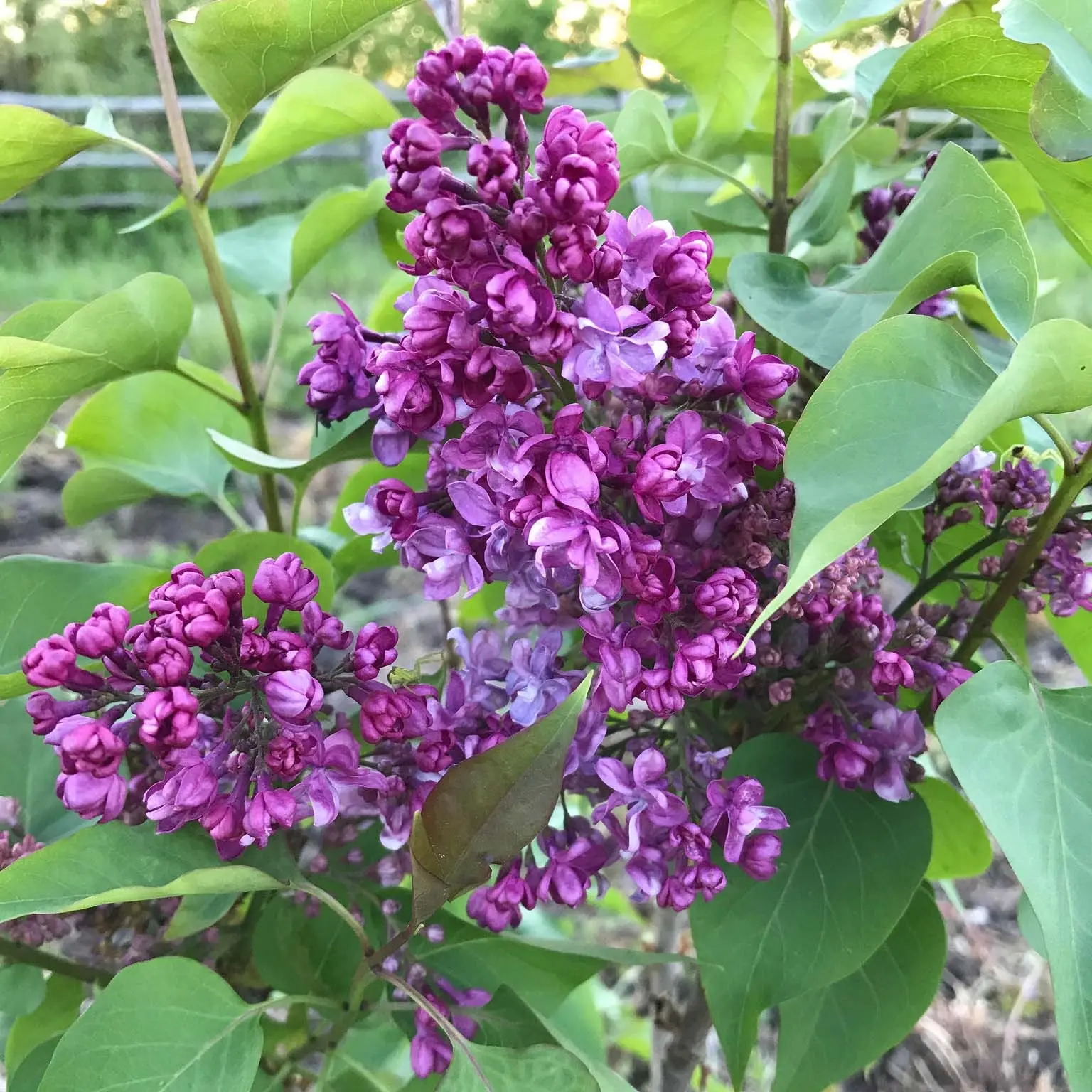 Lilas – Syringa vulgaris Prince Wolkonsky Pot de 3L/4L