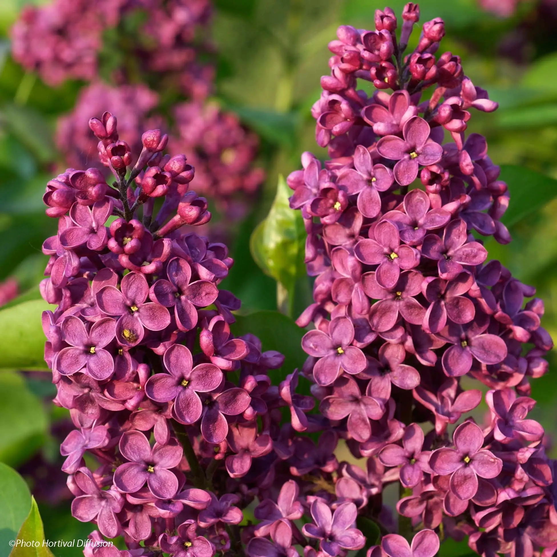 Lilas – Syringa vulgaris Souvenir de Louis Spaeth Petites Racines nues, Buisson, 3/5 branches