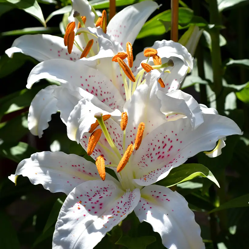 Lis trompette – Lilium Muscadet Bulbe calibre 14/16 (par 3)