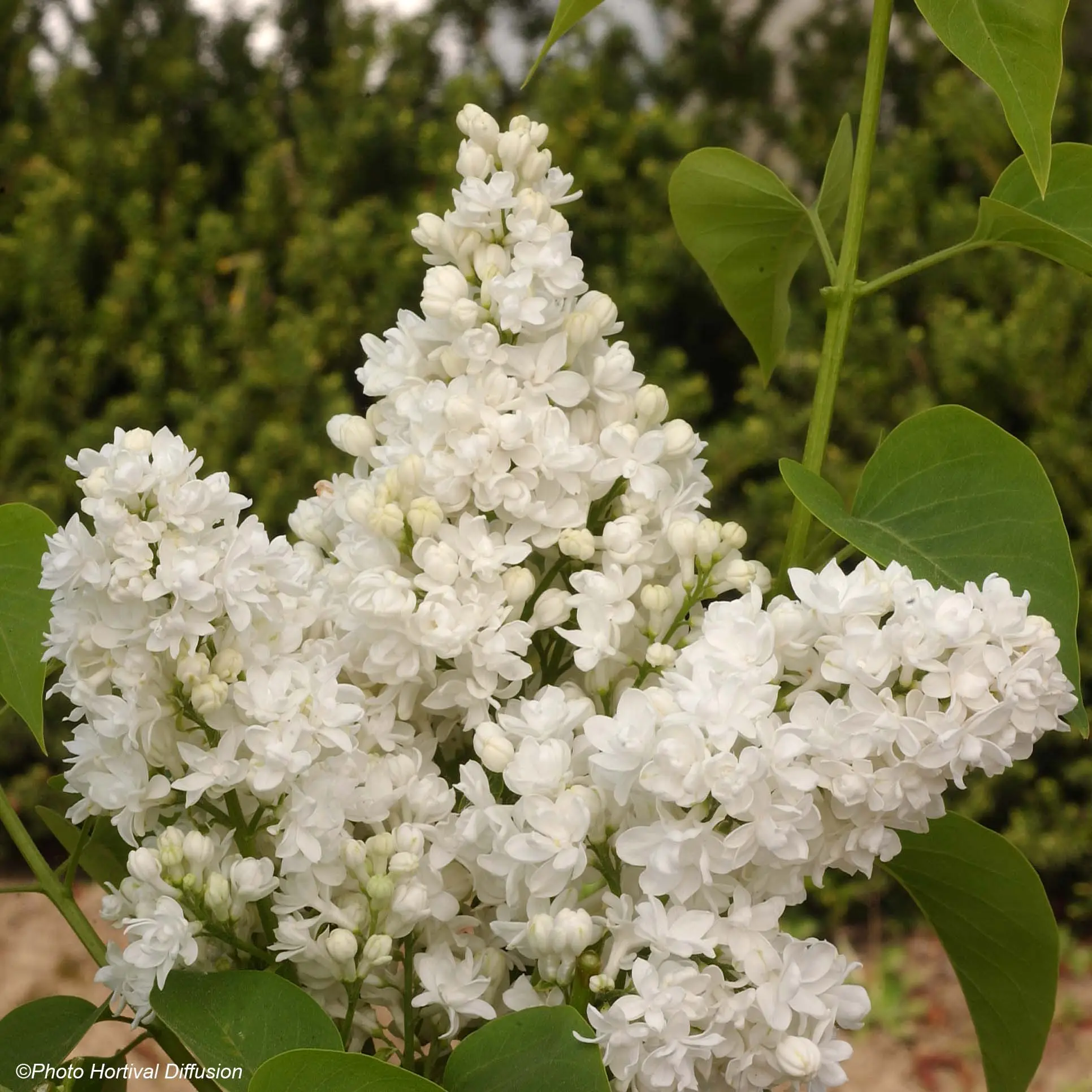 Lilas – Syringa vulgaris Dentelle d’Anjou Pot de 4L/5L
