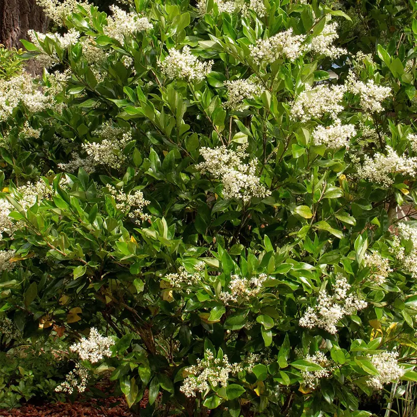 Ligustrum japonicum Korean Dwarf – Troène du Japon Pot de 3L/4L