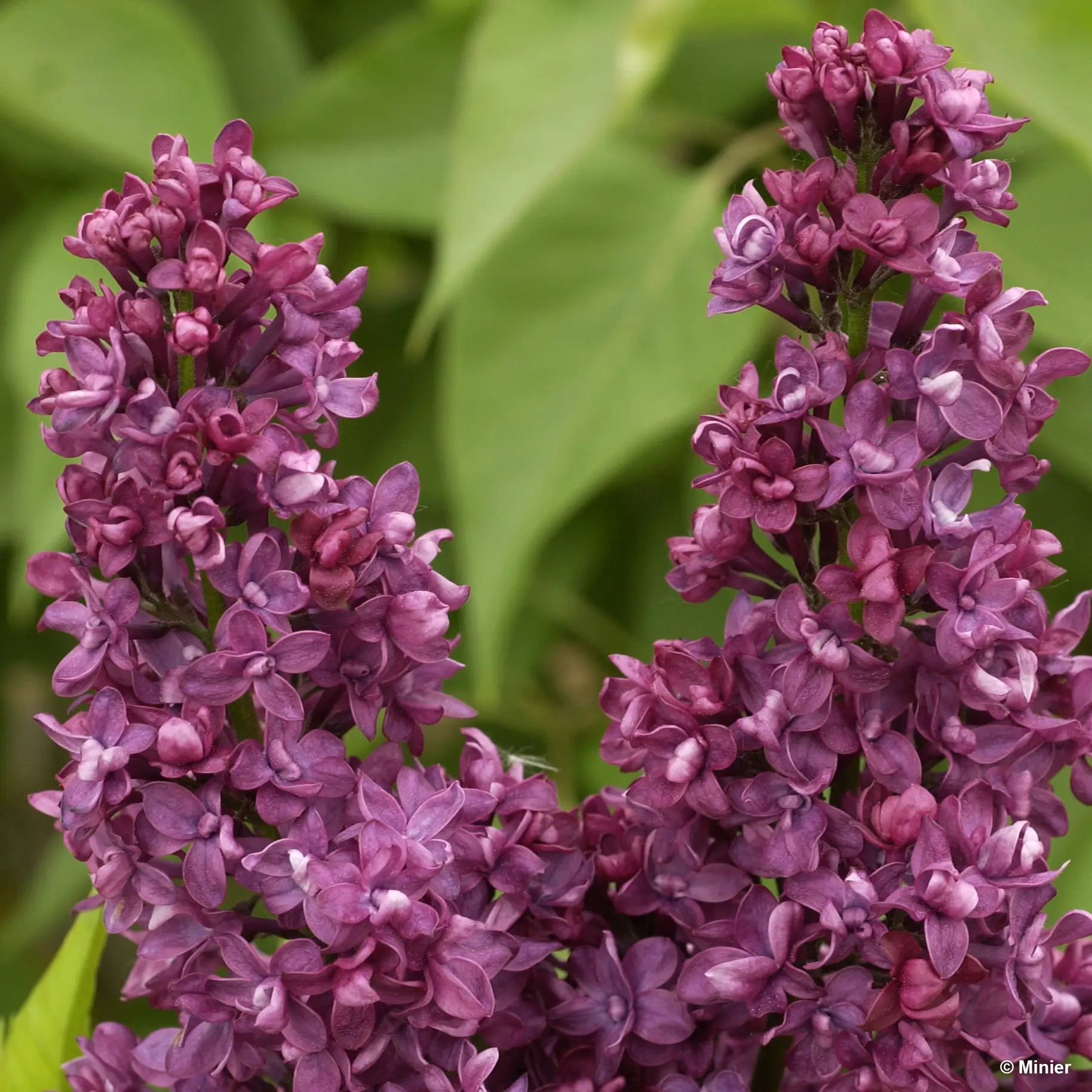 Lilas – Syringa vulgaris Charles Joly Pot de 2L/3L