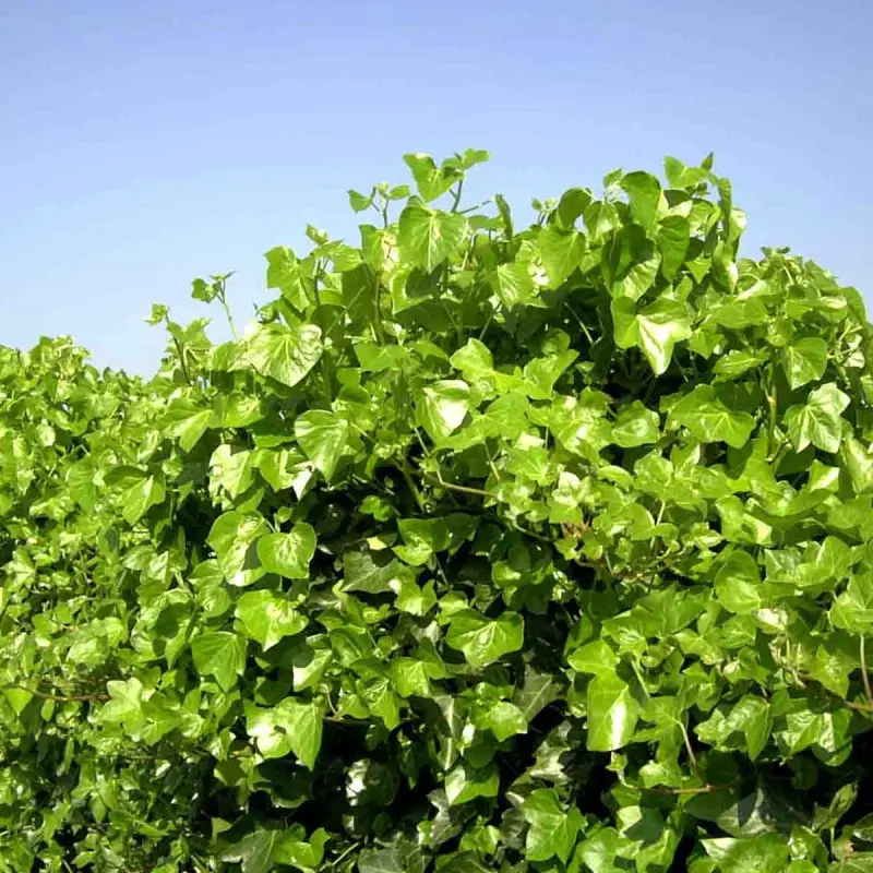 Lierre d’Irlande Hibernica – Godet – 5/20 cm