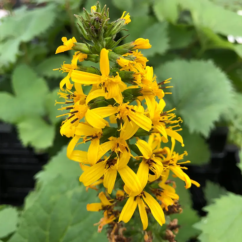 Ligulaire – Ligularia stenocephala The Rocket Pot de 2L/3L