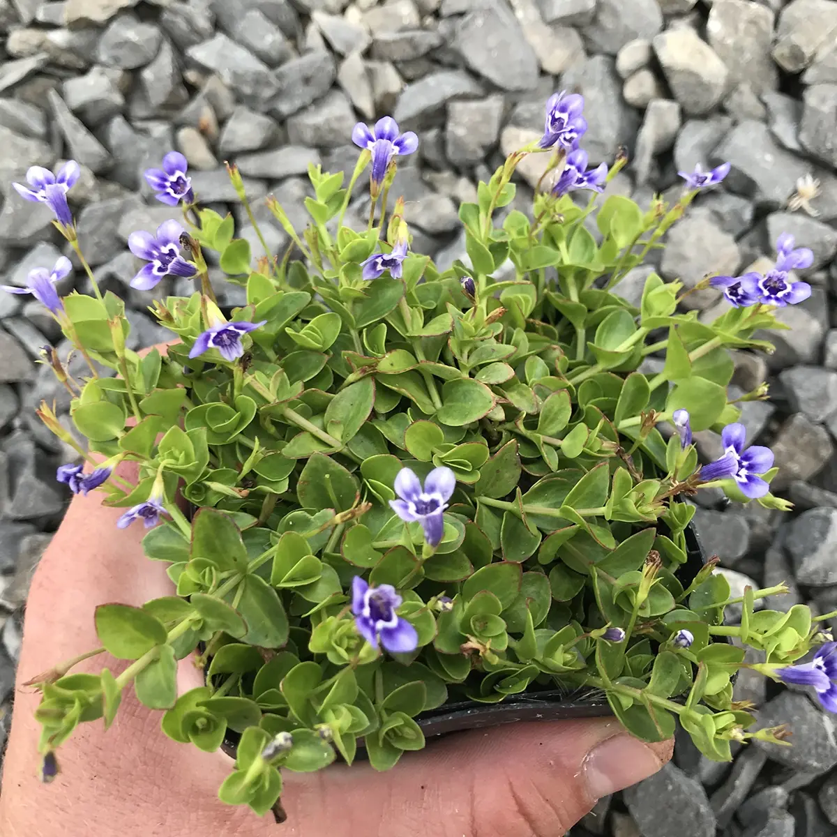 Lindernia grandiflora – Lindernie à grandes fleurs Godet de 8/9 cm